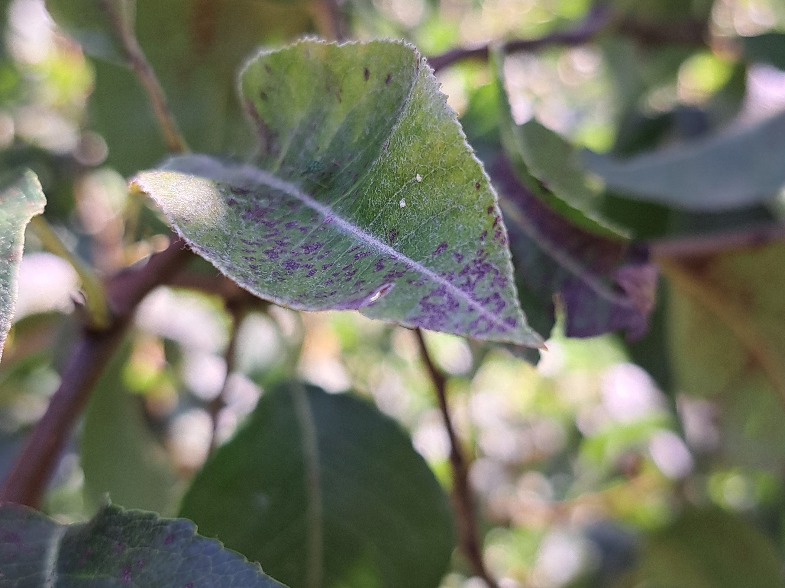 Quittenblattbräune_Birne2 (2).jpg